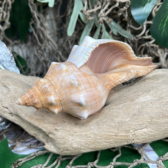 Large “Trapezium” Striped Horse Conch Seashell Shell Nautical Collector Decor - Picture 6 of 15